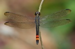 Agrionoptera sexlineata (F)