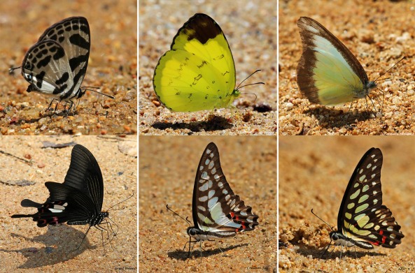(6 butterfly species feeding on sandy ground)