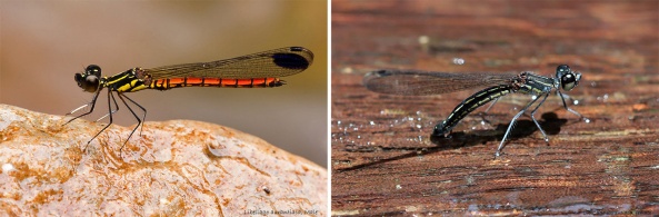 (Libellago aurantiaca, male vs female)