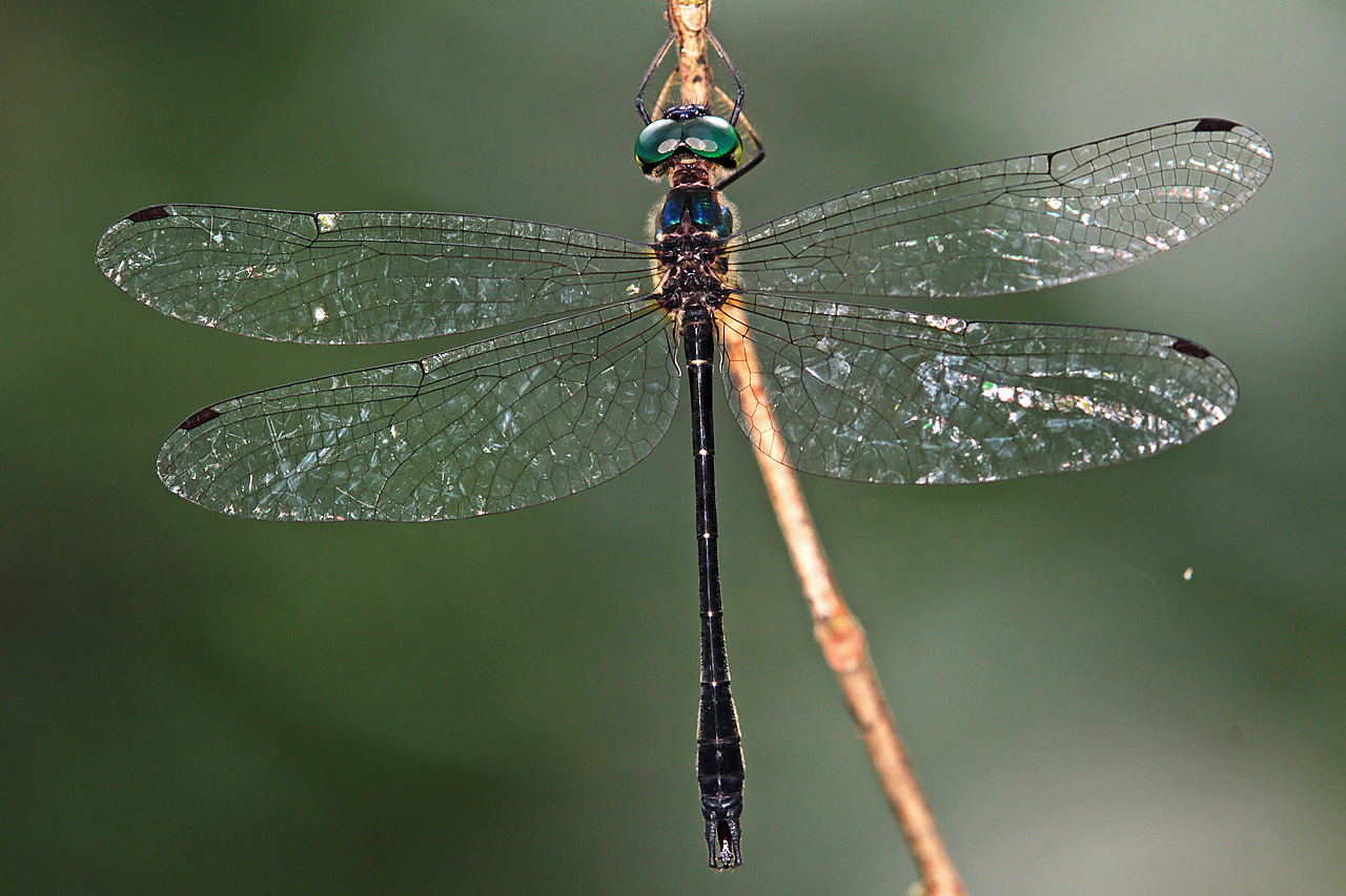 Dragonfly (46b) - Idionyx yolanda, male 